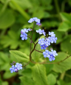 Forget Me Nots   